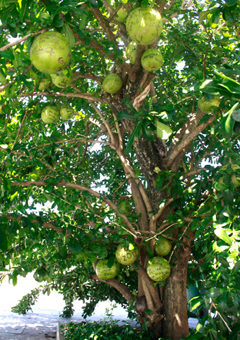 Loại[-]cây[-]này[-]thân[-]gỗ,[-]cao[-]chừng[-]5[-]-[-]7[-]mét,[-]các[-]trái[-]ra[-]sát[-]ngay[-]ở[-]thân,[-]cành.[-]Mùa[-]đào[-]ra[-]quả[-]cũng[-]là